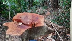 Rừng phòng hộ mất hàng trăm gốc mà chủ rừng ‘vô can’