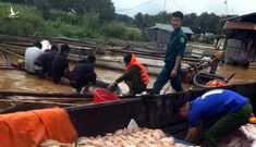 Thủy điện xả nước dồn dập, hàng trăm tấn cá bè trên sông Đồng Nai chết trắng