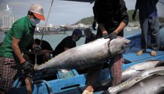 Hàng trăm ngư dân trúng đậm cá ngừ đầu năm