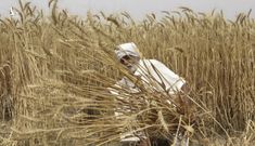 Ấn Độ bất ngờ cấm xuất khẩu lúa mì