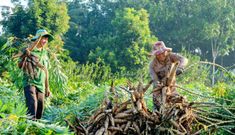 Loại củ có giá siêu rẻ tại Việt Nam đang trở thành cứu tinh cho thế giới
