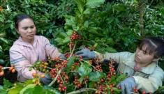 Giá cà phê robusta và cả arabica bất ngờ tăng vọt hơn 300 USD/tấn