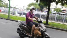 Người đi xe máy dẫn dắt vật nuôi, trong trường hợp để xảy ra tai nạn có thể bị phạt 10-14 triệu đồng