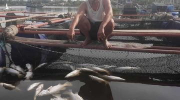 Hàng chục tấn cá nuôi ở Hà Tĩnh chết chưa rõ nguyên nhân