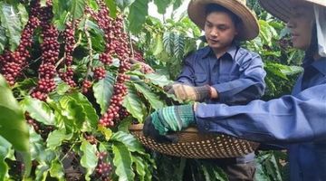 Lâm Đồng phát triển vùng cà phê công nghệ cao với diện tích 300ha