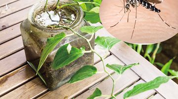 Đà Nẵng xuất hiện ca đầu tiên tử vong do biến chứng sốt xuất huyết