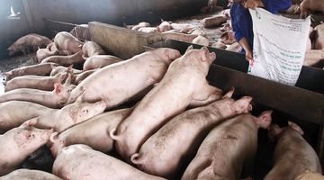 Bộ Nông nghiệp nói gì khi giá lợn tăng kỷ lục?