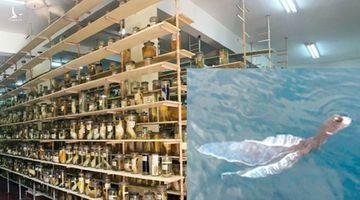 Viện Hải dương học lớn nhất VN chưa từng ghi nhận “sinh vật lạ” như tà áo dài