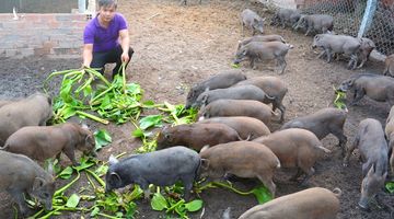 Mổ xẻ quy định phạt dân nuôi heo bằng bèo tây