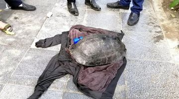 Rùa Hồ Gươm bị câu trộm liệu có phải “hậu duệ cụ rùa” không?