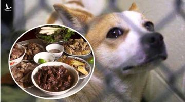 Giết và ăn thịt chó, nhóm công nhân lao động bị phạt 770 triệu đồng