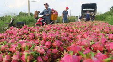 Sau thời gian ‘giải cứu’, thanh long bắt đầu tăng giá