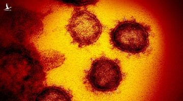 Virus COVID-19 có xu hướng bám vào tế bào người nhiều hơn virus SARS từ 10 tới 20 lần