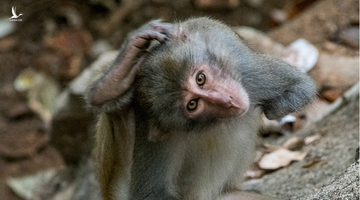 Phẫn nộ du khách bắn khỉ bị thương lòi xương ở Sơn Trà