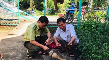 Bò tót nặng 200 kg trong Vườn quốc gia Cát Tiên bị giết hại