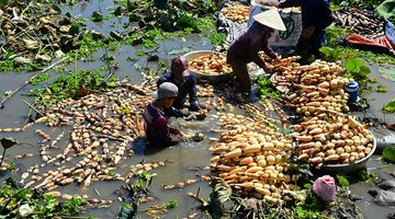 Nông dân kể chuyện: Hai tháng dầm mình dưới bùn, đút túi tiền tỷ