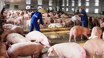 Phá bỏ cam kết với bộ trưởng, doanh nghiệp lớn tăng giá ăn lãi đậm
