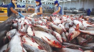 Xuất khẩu thủy sản Việt Nam vào EU tăng đột biến