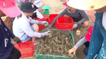 Giá tôm hùm giảm sâu, bán thì lỗ để thì lại lo