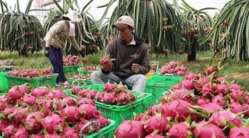 Chuyện hiếm, trái cây Việt ngược dòng xuất mạnh sang Thái Lan