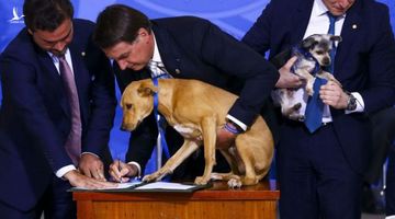 Chú chó “quyền lực” nhất Brazil: kí bộ luật tầm cỡ quốc gia với Tổng thống