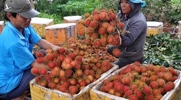 Gẩy tay rao hàng, lão nông bán chục tỷ tiền lươn, 26 tấn chôm chôm