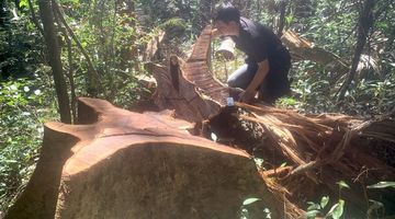 Gia Lai chỉ đạo xử lý vụ phá rừng gần trụ sở uỷ ban xã