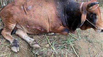Lạng Sơn: Bệnh lạ hàng loạt ở trâu bò khiến da nổi cục như bị ung thư
