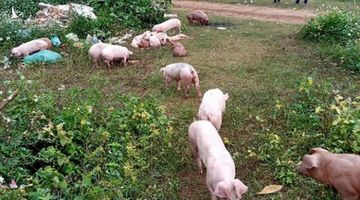 Chủ trang trại ở Thanh Hóa vứt hơn 80 con lợn bệnh ra đường