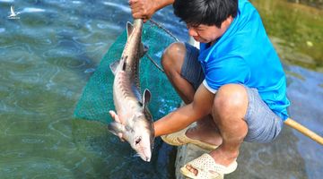 Cá tầm Trung Quốc giá rẻ tràn vào Việt Nam, người nuôi cá trong nước lao đao