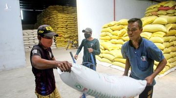 Gạo S24, ST25 Việt Nam lại bị cướp thương hiệu ở nước ngoài