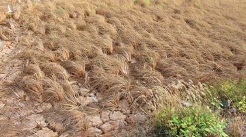 Mối đe dọa “kinh hoàng” từ những cánh đồng lúa khô Nhật Bản