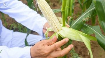 Thành tích mới giúp nông nghiệp Việt đảo ngược tình thế