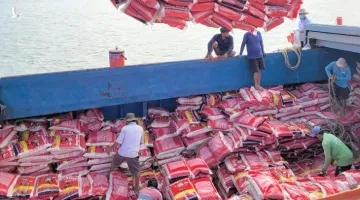 Ấn Độ tạm dừng xuất khẩu gạo, “hạt lộc trời” Việt Nam đứng trước cơ hội vàng?