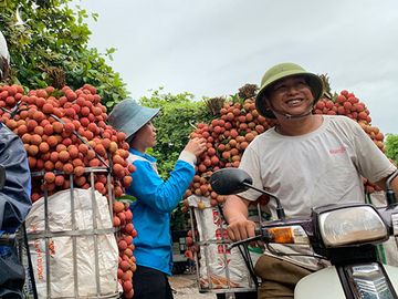 Giá vải xô đổ mọi kỷ lục và nụ cười bội thu của nông dân. 