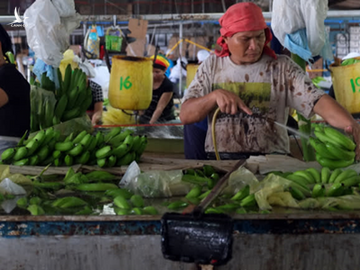 Công nhân làm việc tại một trang trại chuối rộng 1.000 hecta ở tỉnh Davao del Norte, phía nam Philippines.  