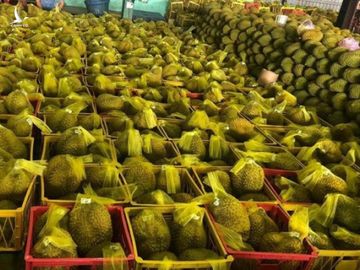 Sầu riêng Việt Nam 'bơi' sang Mỹ, giá 185.000 đồng/kg