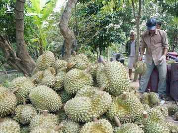 Dựng rào cửa chính, chặn cứng lối nhỏ, tắc đường sang Trung Quốc