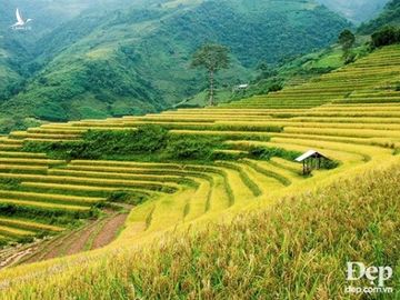 Chiem nguong phong canh tuyet dep xu Mu Cang Chai khi mua Thu toi hinh anh 13