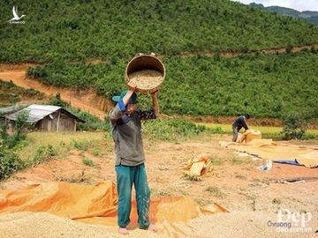 Chiem nguong phong canh tuyet dep xu Mu Cang Chai khi mua Thu toi hinh anh 19