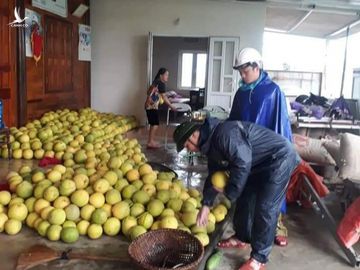 Gần 2000 ha bưởi Phúc Trạch ở huyện Hương Khê bị ngập lụt cần được "giải cứu" trước nguy cơ mất trắng 