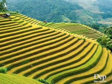 Chiem nguong phong canh tuyet dep xu Mu Cang Chai khi mua Thu toi hinh anh 2