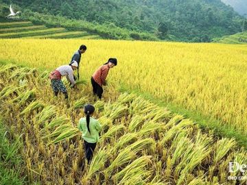 Chiem nguong phong canh tuyet dep xu Mu Cang Chai khi mua Thu toi hinh anh 17