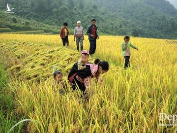 Chiem nguong phong canh tuyet dep xu Mu Cang Chai khi mua Thu toi hinh anh 16