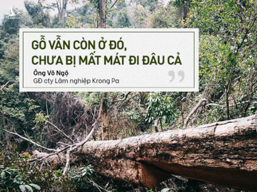 Bị đục thân, đổ dầu đốt gốc 2 cây gỗ hương cổ thụ chết, chủ rừng nói không thiệt hại vì "gỗ vẫn còn ở đó"