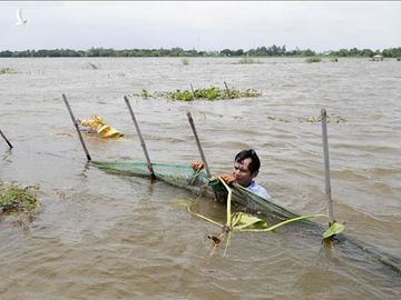 Nước lũ phủ trắng nhiều cánh đồng ở các huyện đầu nguồn các tỉnh An Giang, Đồng Tháp, Long An. tháng 9/2018. Ảnh: Anh Đức/TTXVN. 