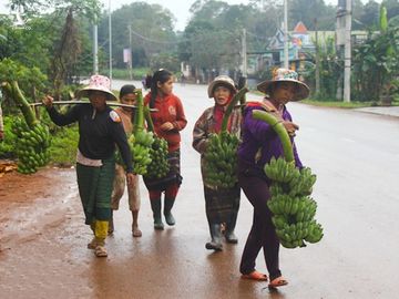 Những người phụ nữ dân tộc Vân Kiều, Pa Kô gánh chuối từ rẫy ra chợ bán.​ 