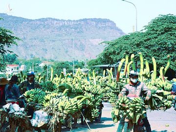 Tiêu thụ chuối ở chợ Tân Long, Hướng Hóa​. 