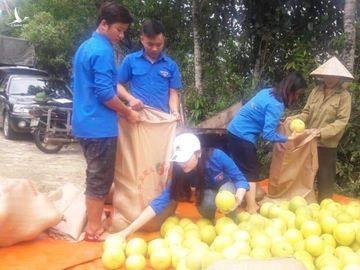 Các tình nguyện viên đã đến tận nơi hỗ trợ thu gom, vận chuyển bưởi từ huyện Hương Khê về thành phố Hà Tĩnh để tiêu thụ giúp người dân vùng lũ 