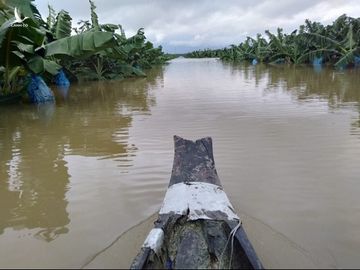 1.500 ha trai cay cua bau Duc tai Lao bi ngap lut hinh anh 1 